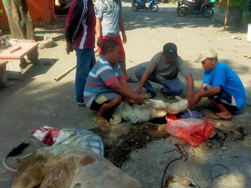 Kegiatan Penyembelihan hewan qurban SDN 1 Kilensari